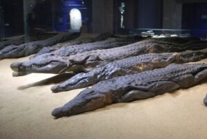 felucca tocht zeilen van Aswan naar Kom Ombo en bezoek aan het krokodillenmuseum.
